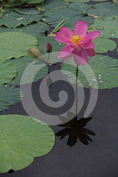 [hÃ© huÄ] lotusï¼›lotus flowerï¼›